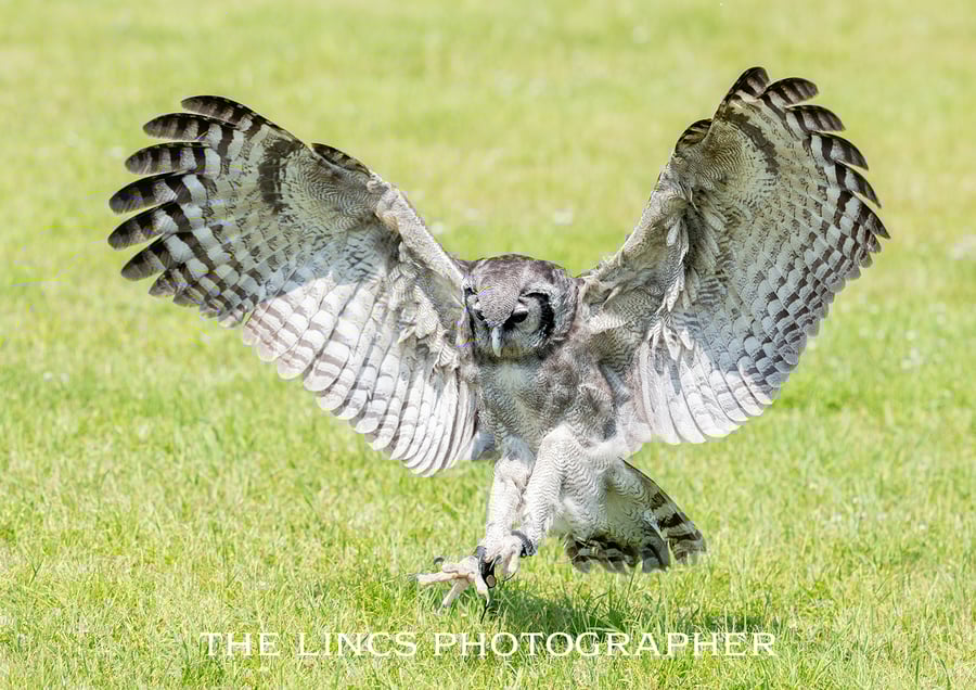 Milky Owl print (Limited edition of 10)
