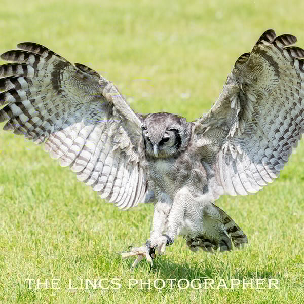 Milky Owl print (Limited edition of 10)