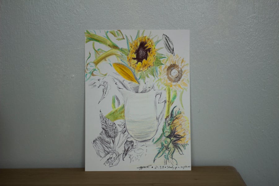 Study of a Sunflower