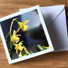 Sunny Daffodils Greetings Card, Flower Photography, Blank Inside, Square Card