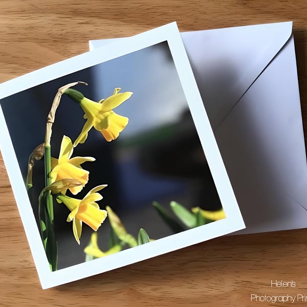 Sunny Daffodils Greetings Card, Flower Photography, Blank Inside, Square Card