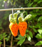 Carrot earrings, Fun orange dangle earrings, Vegetable themed earrings - Image 10
