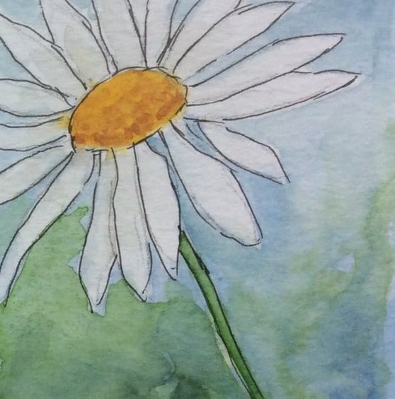 White Daisy . Original watercolour, pen and ink. Miniature. Flower. 