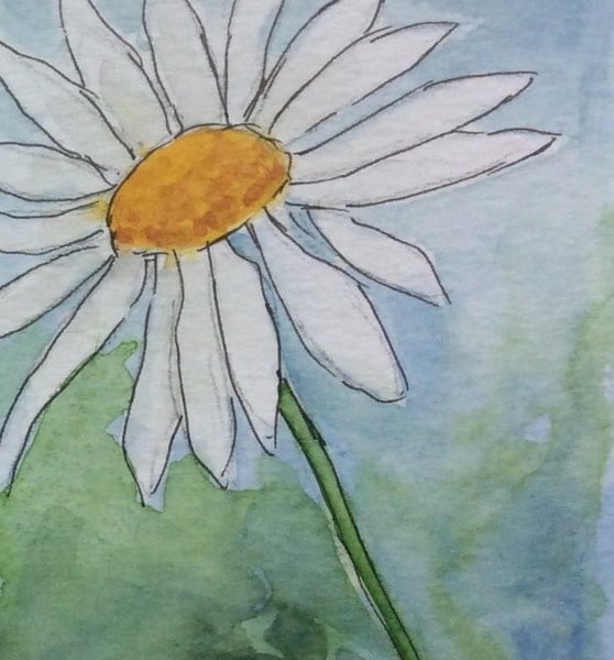 White Daisy . Original watercolour, pen and ink. Miniature. Flower. 