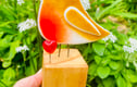 Glass birds 