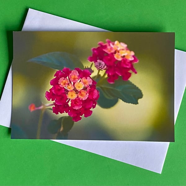 Lantana Camara - Photographic Print Greetings Card