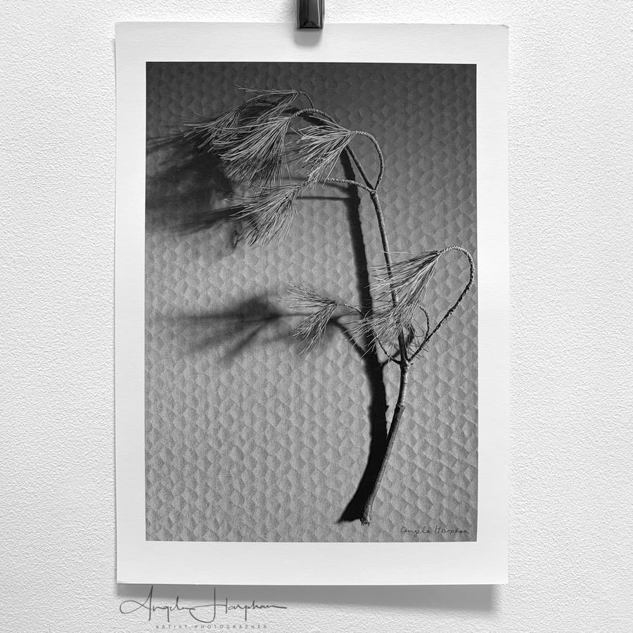 Fine Art Photograph Pine Branch - Choice of Four Colours