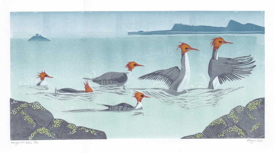 MERGANSER RACE sea bird scotland landscape coast