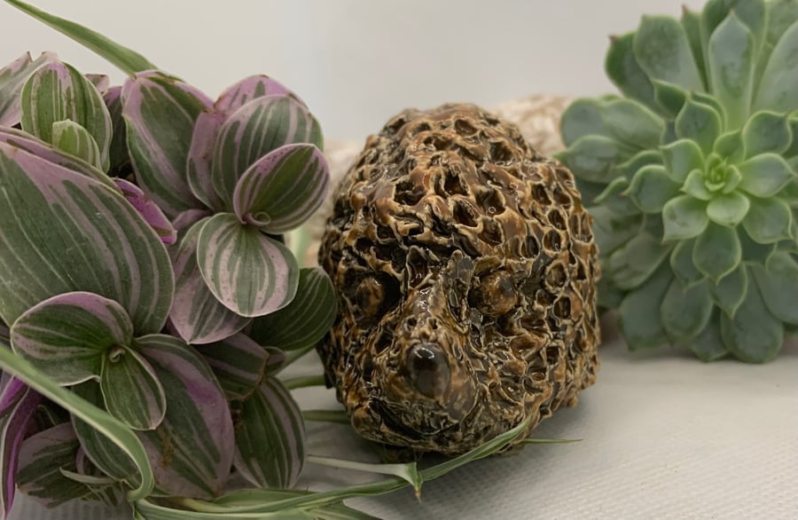 Smaller cute hedgehog