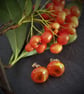 Orange with green glass stud earrings - Image 2