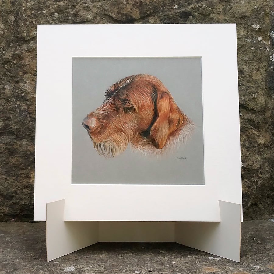 Wirehaired Pointer Dog Original Coloured Pencil Drawing