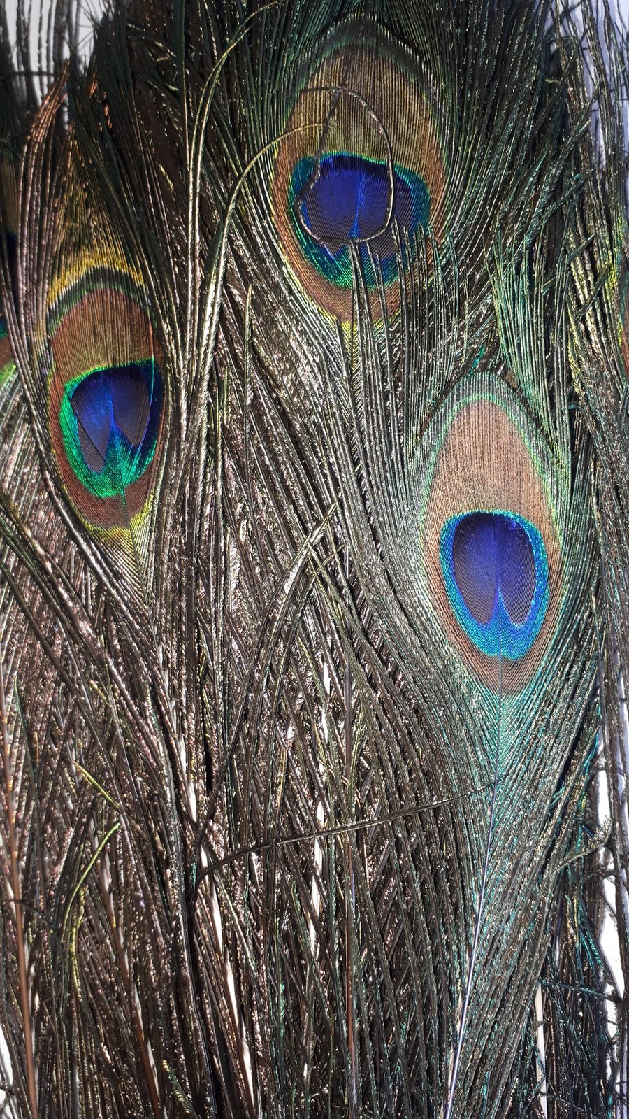 10 x 12 inch peacock feathers. Display costume jewellery making