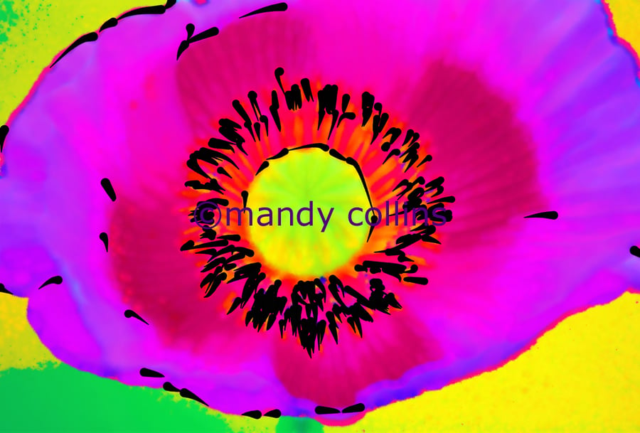 'Bright Pink Poppy' - A4 Archival Matte print