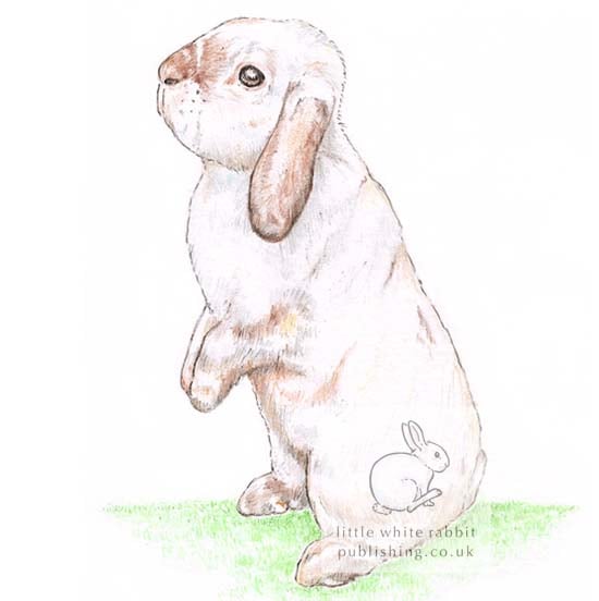 Beatrix the Rabbit - Blank Card