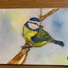 watercolour of a blue tit- ACEO - free UK postage 