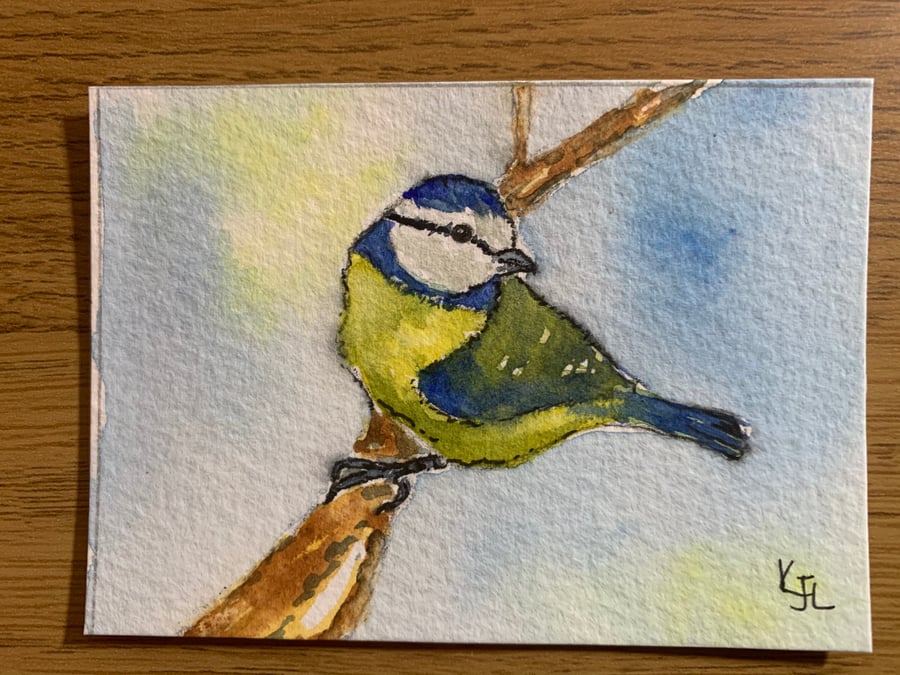 watercolour of a blue tit- ACEO - free UK postage 