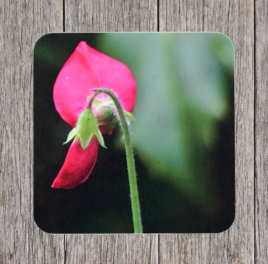 Seconds Sale. End of line. Coasters. Sweet Pea flower bud. Photo image 