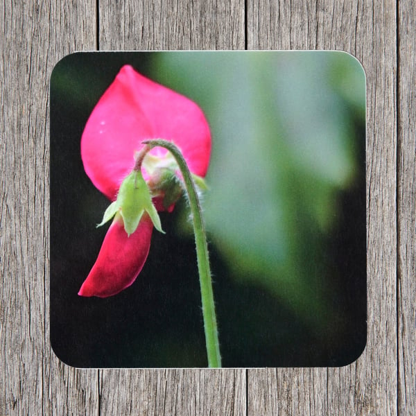 Seconds Sale. End of line. Coasters. Sweet Pea flower bud. Photo image 