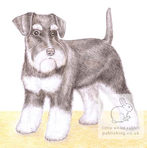 Alice the Miniature Schnauzer - Blank Card