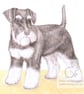 Alice the Miniature Schnauzer - Blank Card - Image 1