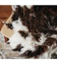 Natural wool felted seat-pad and or a mat for a cat or a small dog   - Image 5