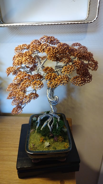 The twisted gnarled oak bonsai tree 