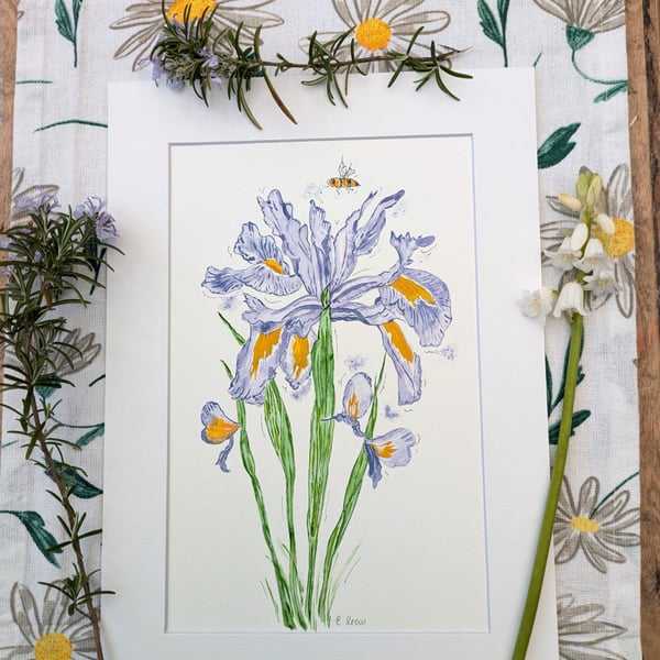 Summer Seconds Iris hand-painted original watercolour painting A4 mounted