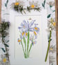 Summer Seconds Iris hand-painted original watercolour painting A4 mounted