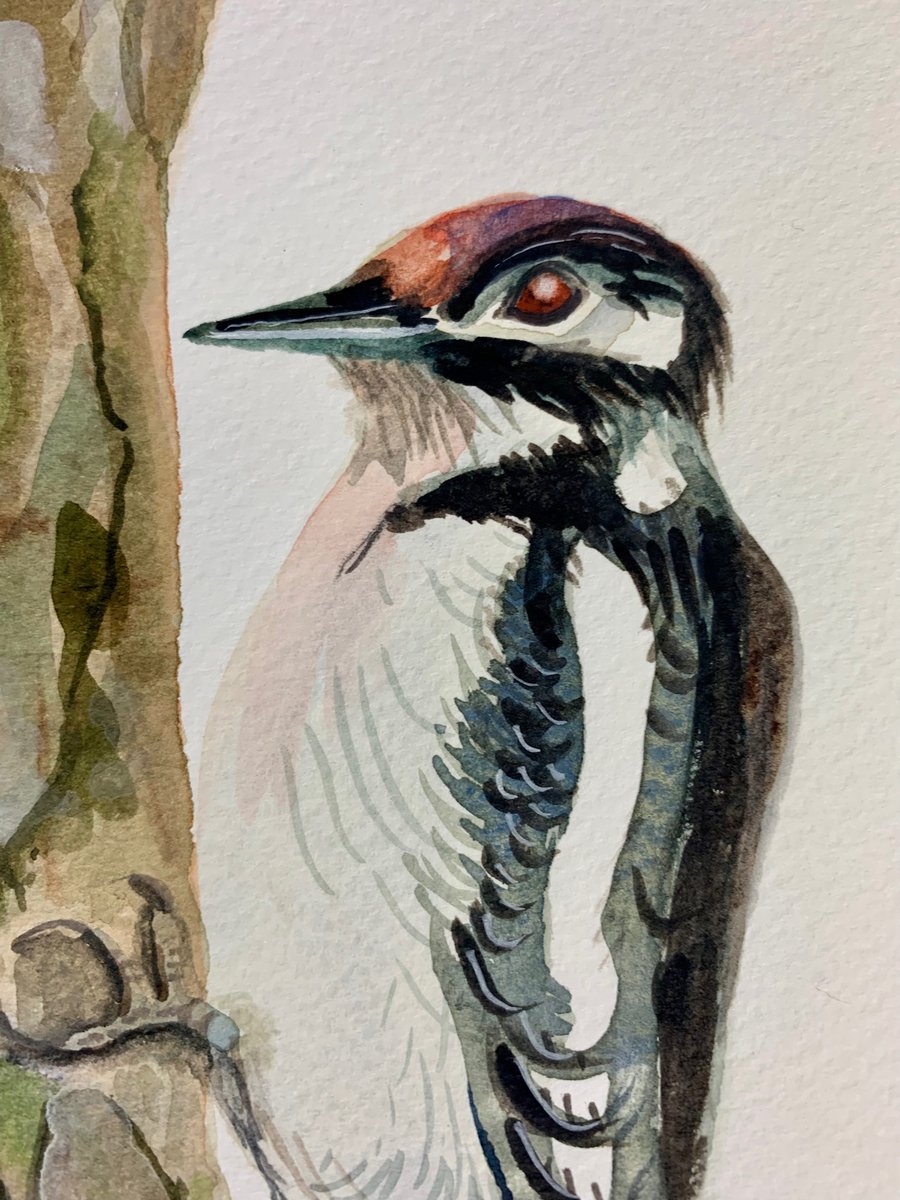 Great spotted woodpecker bird (original painting)