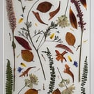 Botanical art, pressed flowers