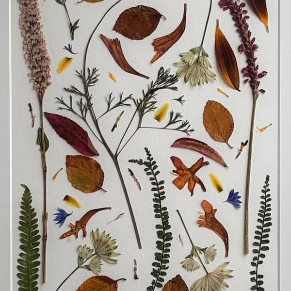 Botanical art, pressed flowers