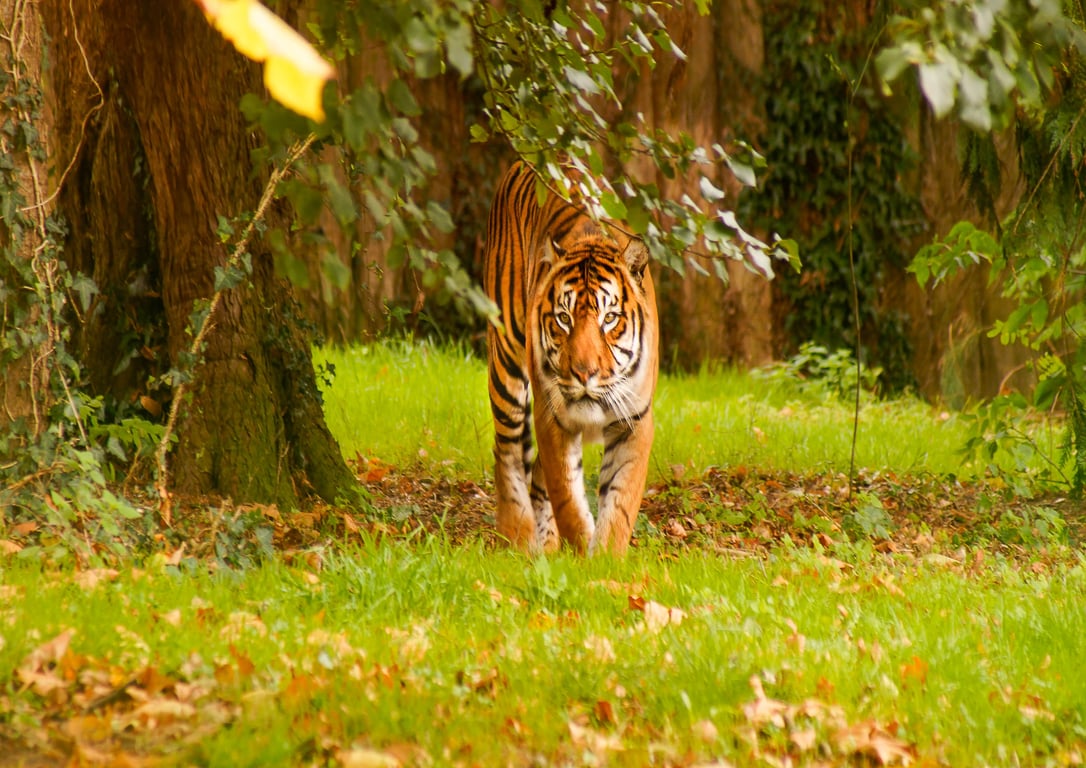Tiger Original A4 Mounted & Hand-Signed Photograph