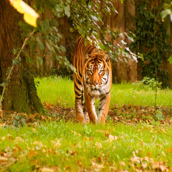 Tiger Original A4 Mounted & Hand-Signed Photograph