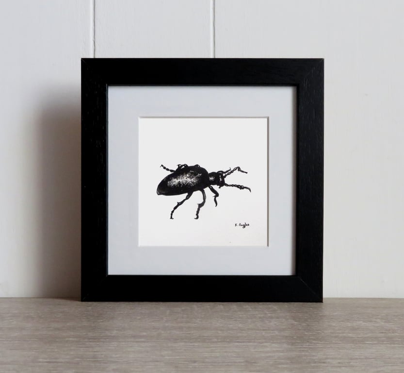 Oil beetle original charcoal drawing, entomology art bug lovers gift