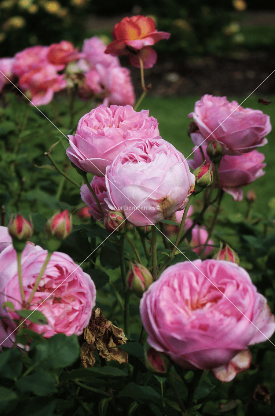 French Rose 