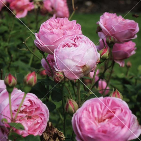 French Rose 