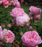 French Rose 