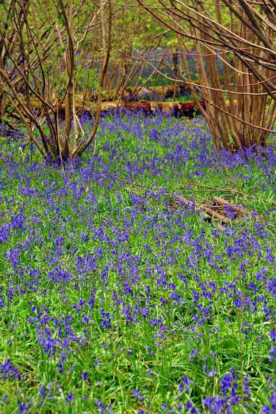 Bluebell Woods Spring Flowers Basildon Park Photograph Print