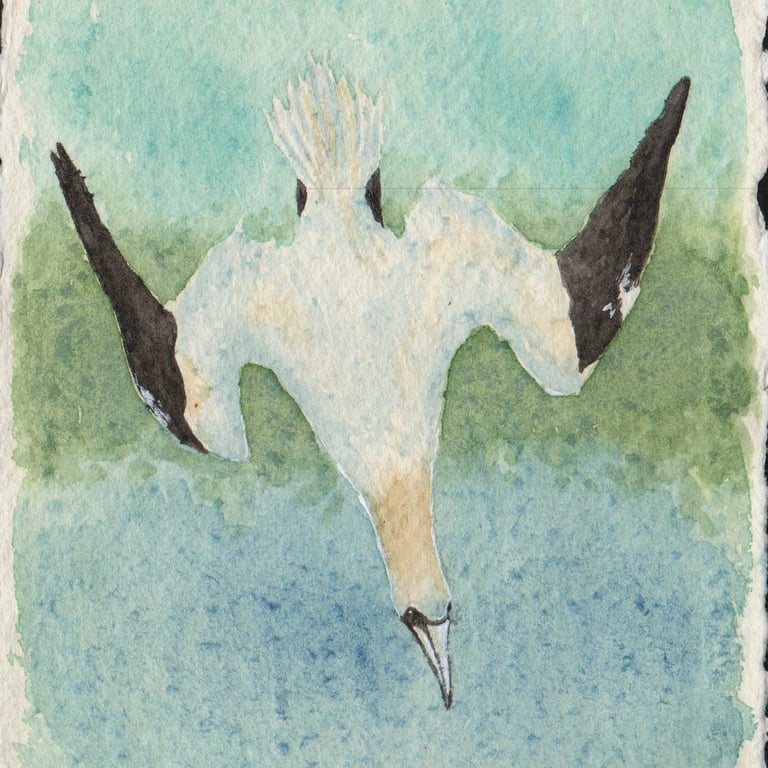 Gannet Original Watercolour Painting A6