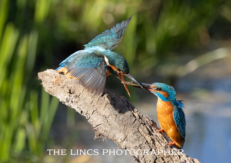 A pair of Kingfishers print (Limited edition of 10)