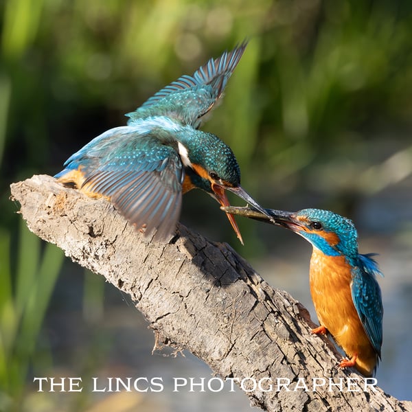 A pair of Kingfishers print (Limited edition of 10)