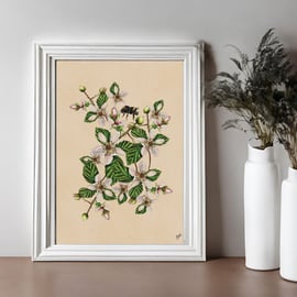 A4 Botanical print, vintage style, original watercolour, blackberry flowers  