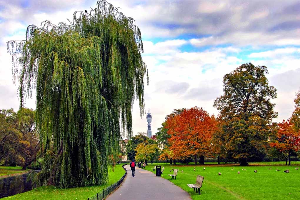 Autumn Trees Regent's Park London England Photograph Print
