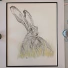 Hare