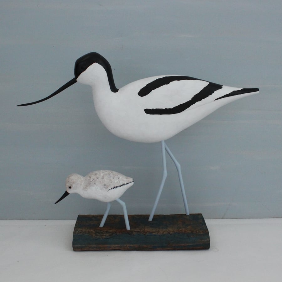 Avocet and young