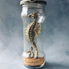 Original Faux Taxidermy Seahorse Sculpture Cthulhu Lovecraft Kaiju OOAK gothic 