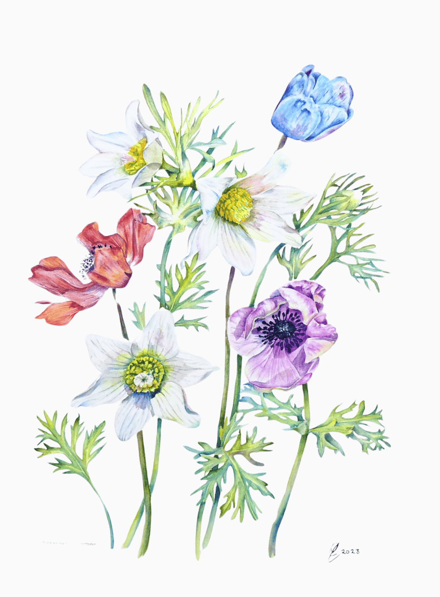 Poppy Anemone Flowers Original Botanical Watercolour. Colourful Botanical Art