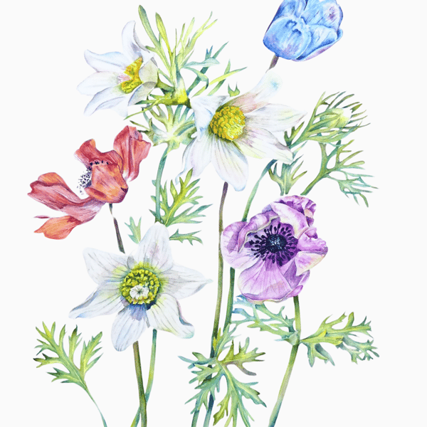 Poppy Anemone Flowers Original Botanical Watercolour. Colourful Botanical Art