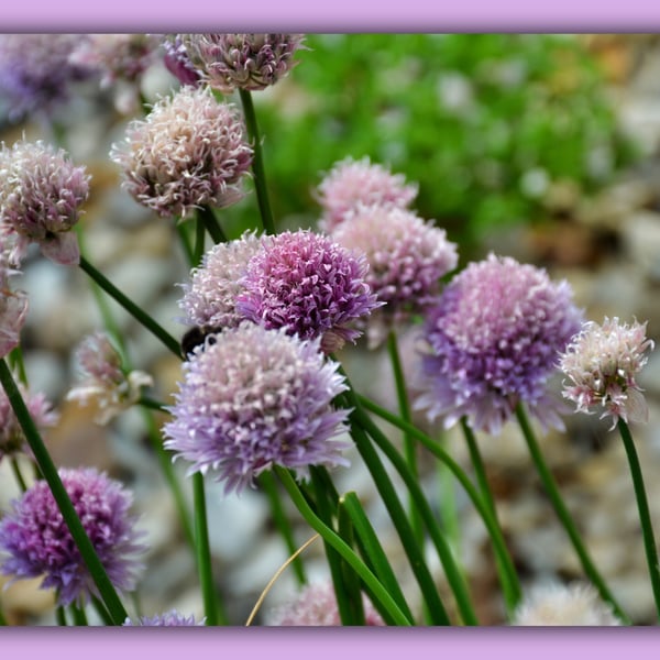 Chive Flowers Norfolk Greeting Card A5 