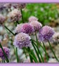 Chive Flowers Norfolk Greeting Card A5  - Image 1